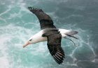 Does an albatross fly for years?