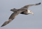 What is the  giant southern petrel?