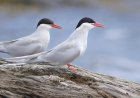 What is Antarctic tern?
