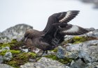 Are skuas in Antarctica?