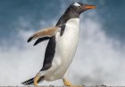 What is special about gentoo penguins?