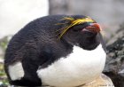 Are macaroni penguins friendly?