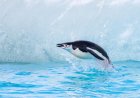 Are chinstrap penguins aggressive?