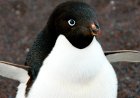 What is special about Adélie penguins?