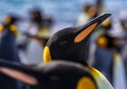 Where are king penguins found?