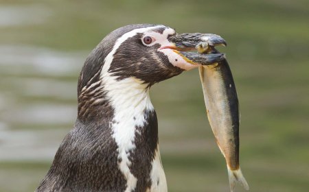 What food do penguins eat?