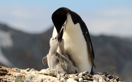 How many calories does a penguin need?