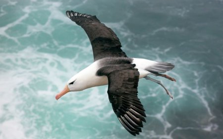 Does an albatross fly for years?