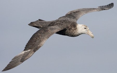 What is the  giant southern petrel?