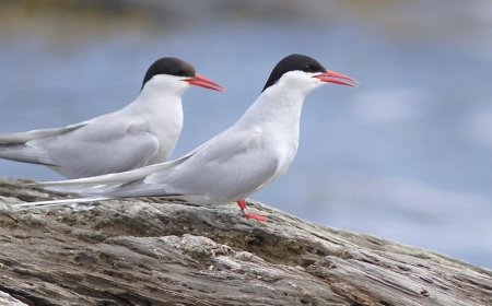 What is Antarctic tern?