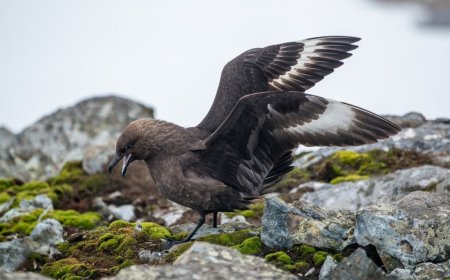 Are skuas in Antarctica?
