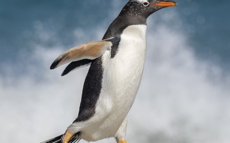 What is special about gentoo penguins?
