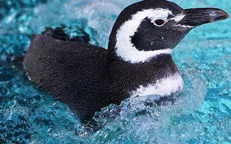 Where do Magellanic penguins live?