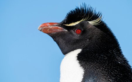 Why are rockhopper penguins special?