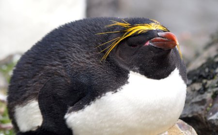 Are macaroni penguins friendly?