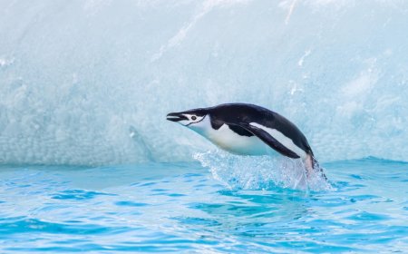 Are chinstrap penguins aggressive?