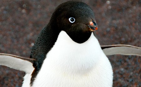 What is special about Adélie penguins?