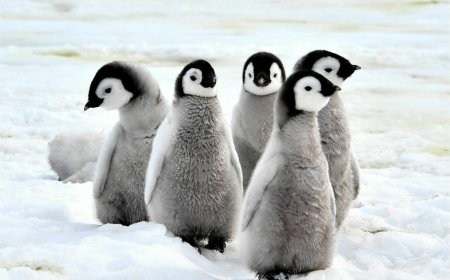 What is special about emperor penguins?