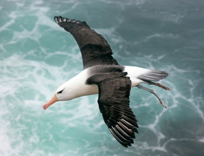 Does an albatross fly for years?