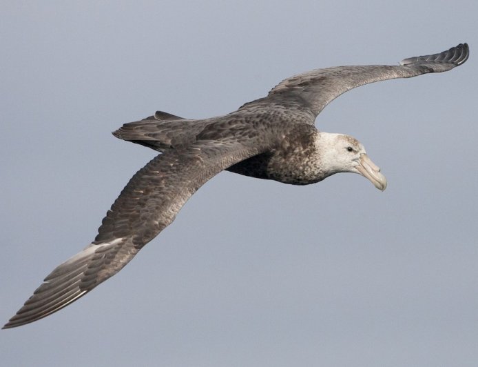 What is the  giant southern petrel?