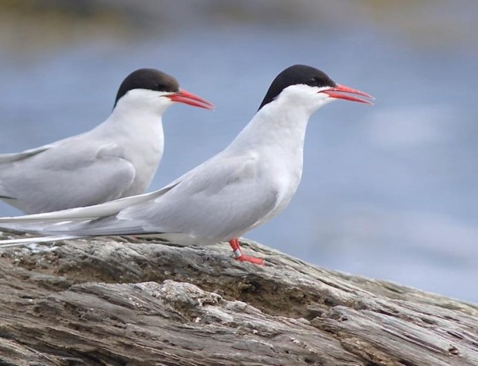 What is Antarctic tern?