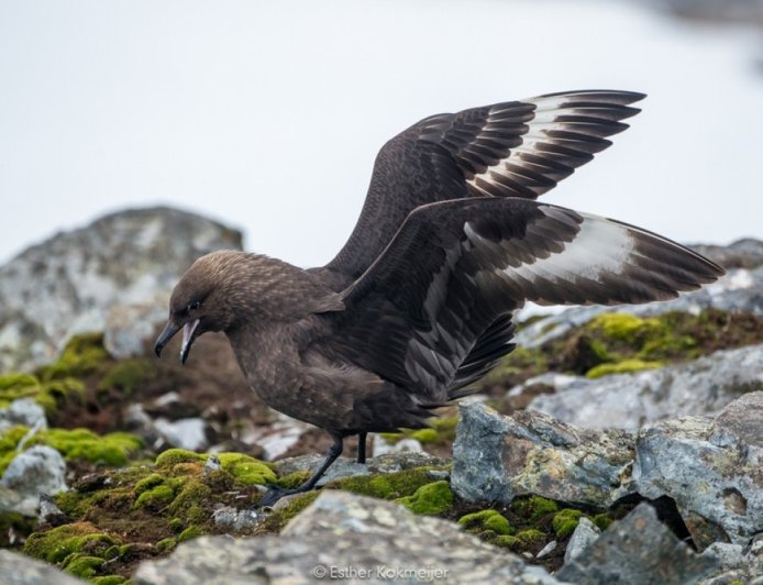 Are skuas in Antarctica?