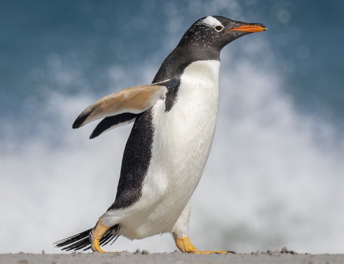 What is special about gentoo penguins?