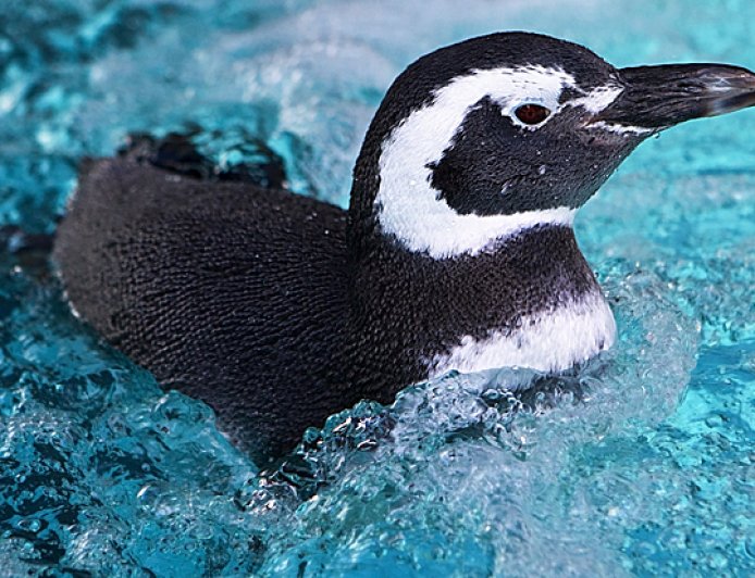 Where do Magellanic penguins live?