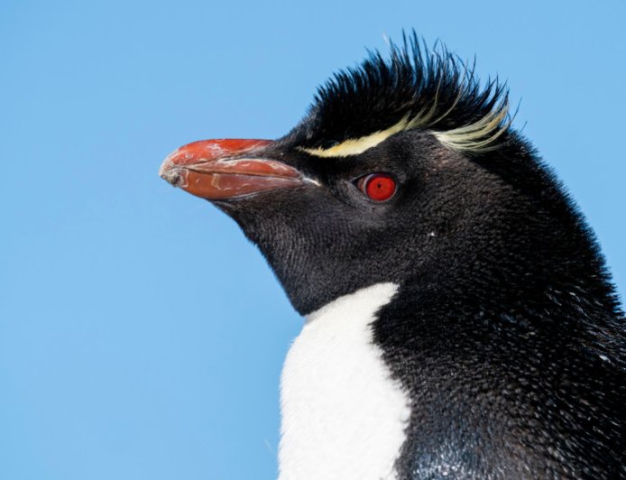 Why are rockhopper penguins special?