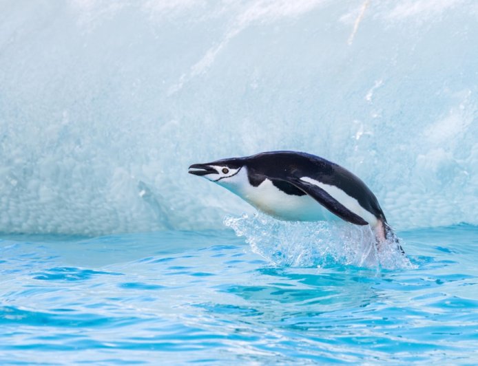Are chinstrap penguins aggressive?