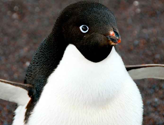 What is special about Adélie penguins?
