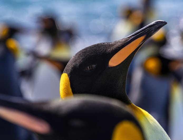 Where are king penguins found?