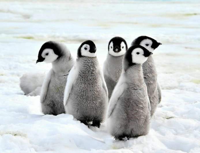 What is special about emperor penguins?