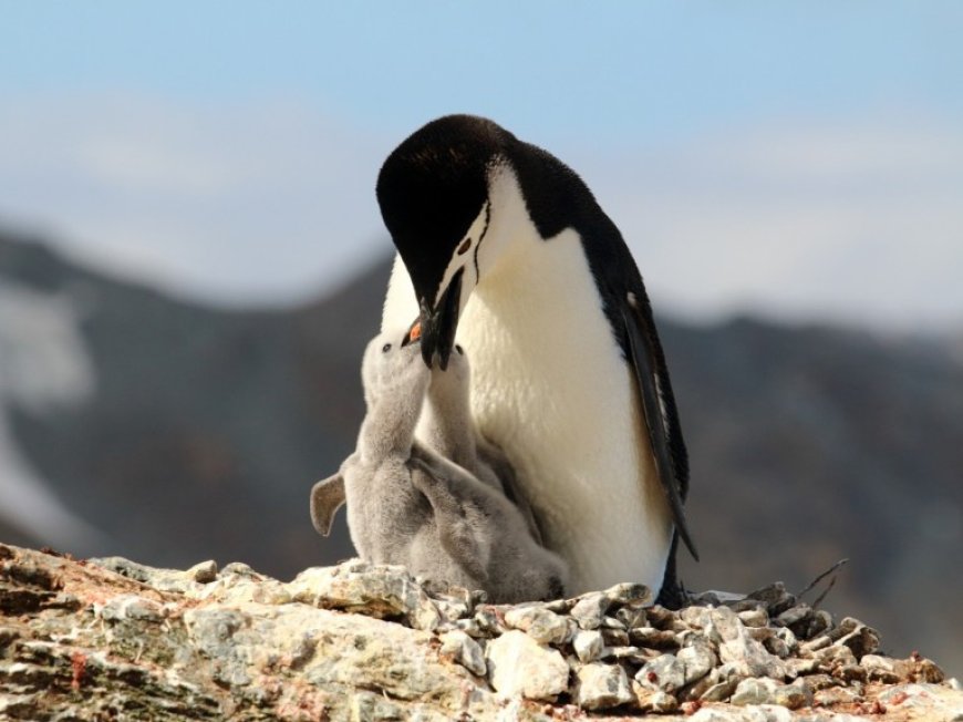 How many calories does a penguin need?