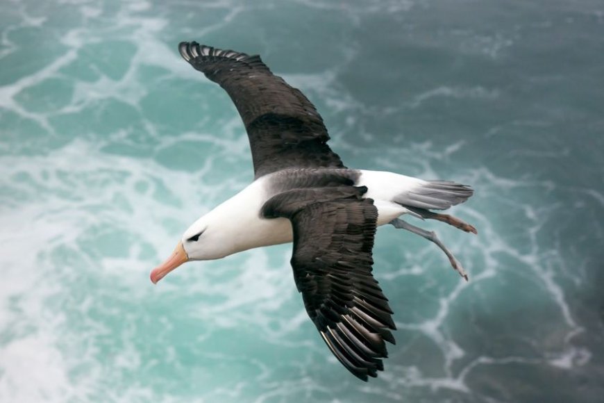 Does an albatross fly for years?