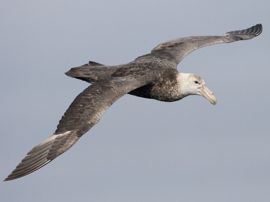 What is the  giant southern petrel?