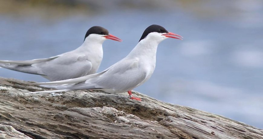 What is Antarctic tern?