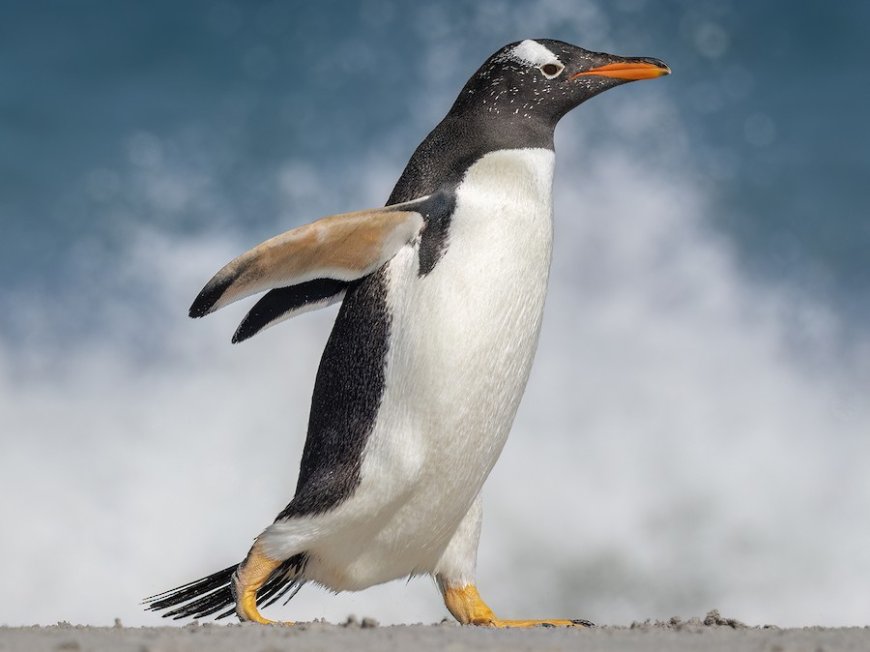 What is special about gentoo penguins?