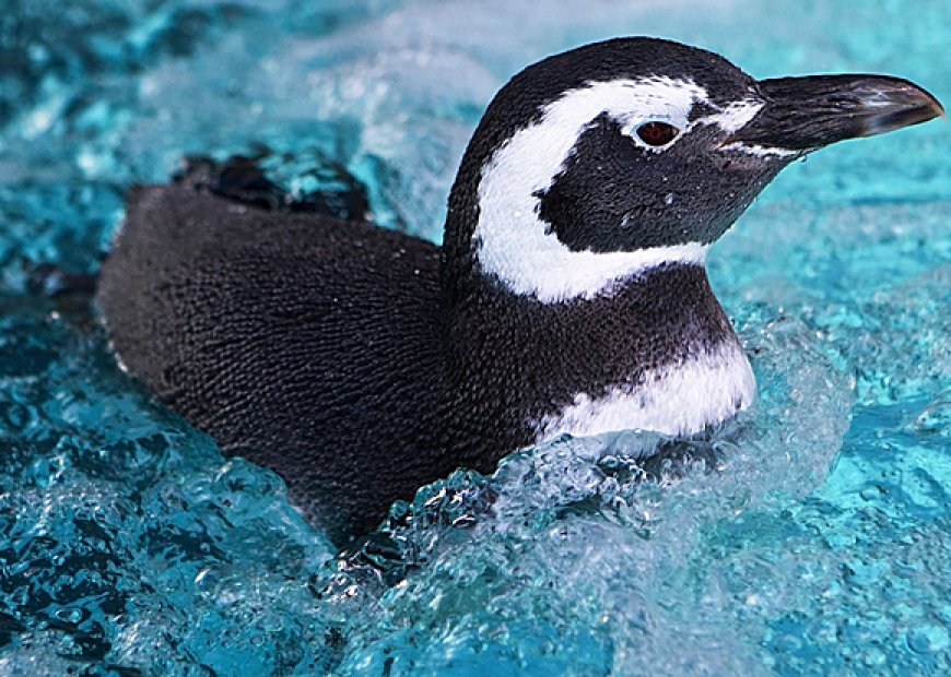 Where do Magellanic penguins live?