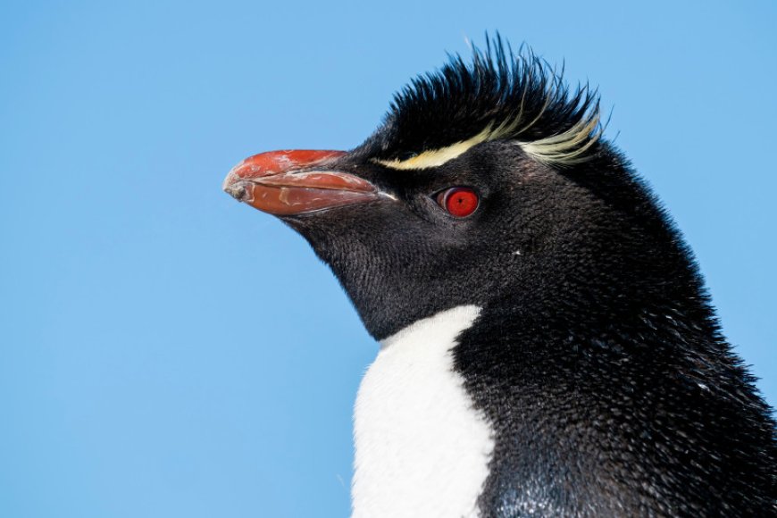 Why are rockhopper penguins special?