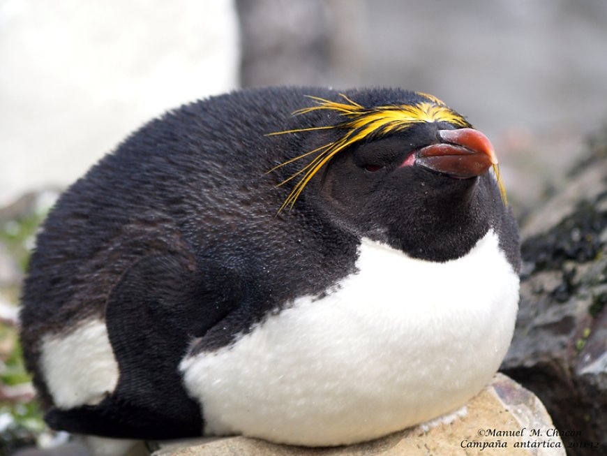 Are macaroni penguins friendly?