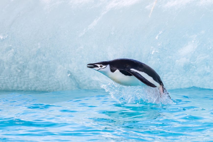 Are chinstrap penguins aggressive?