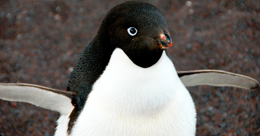 What is special about Adélie penguins?