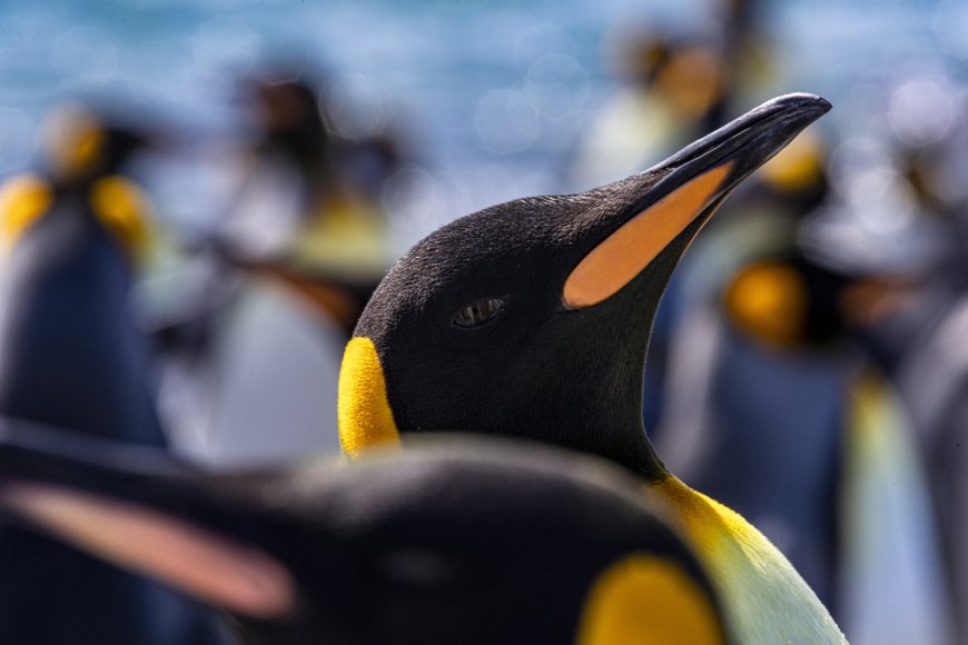 Where are king penguins found?
