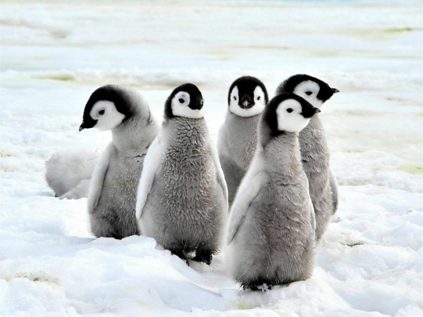 What is special about emperor penguins?