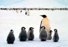 Are penguins only in Antarctica?