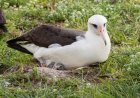 What is albatross's love story?