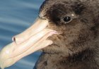 Are giant petrels aggressive?