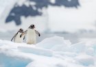 Do gentoo penguins mate for life?
