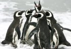 What is special about Magellanic penguins?